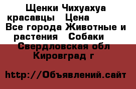Щенки Чихуахуа красавцы › Цена ­ 9 000 - Все города Животные и растения » Собаки   . Свердловская обл.,Кировград г.
